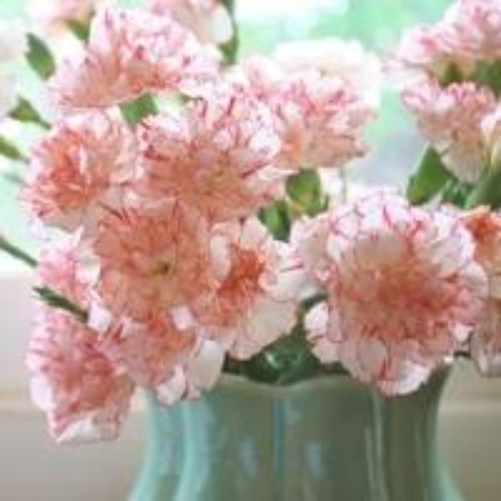 Meet your Posher, Nicholas